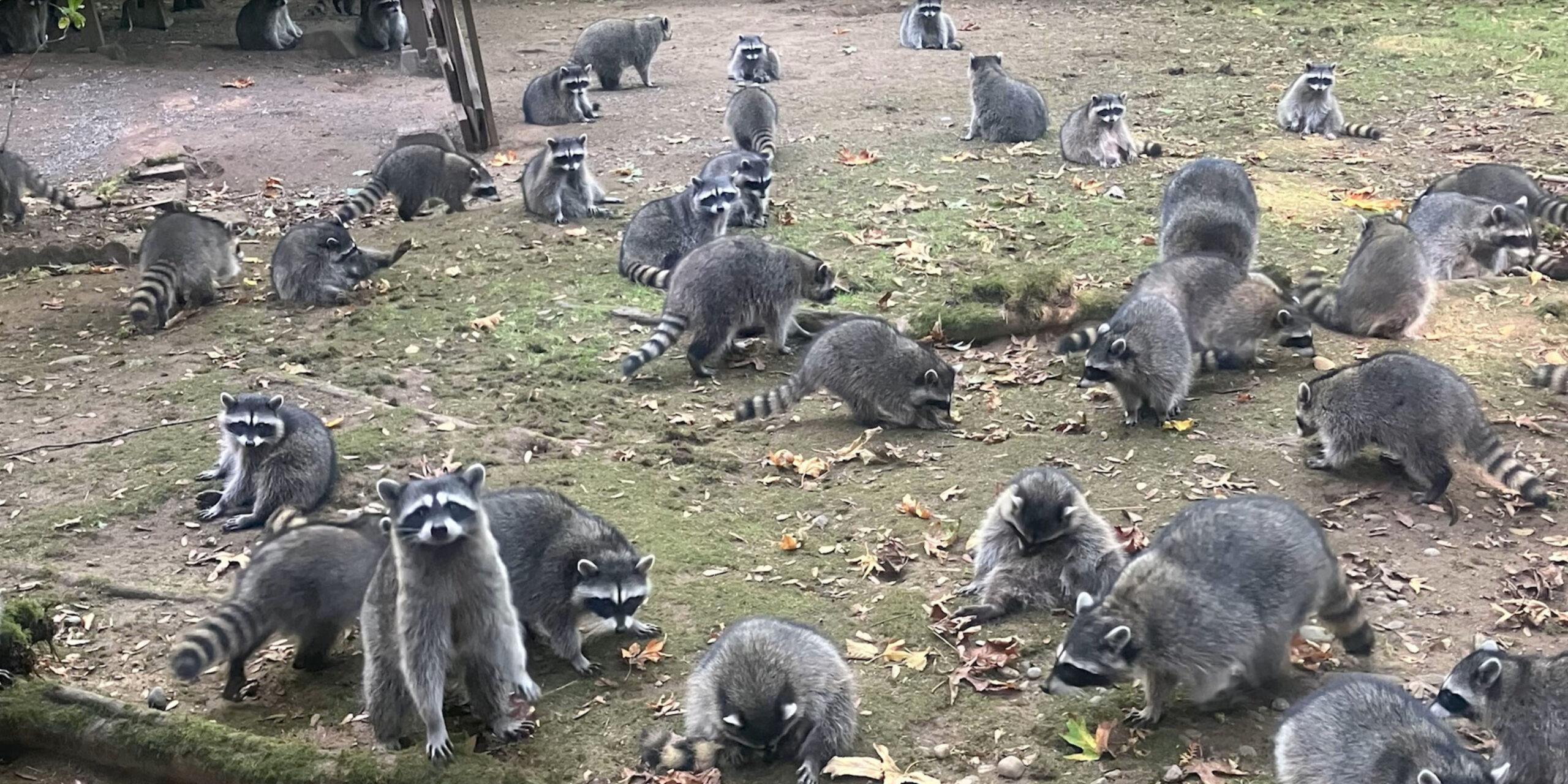 Viral Clip Shows Raccoon With Meth Pipe In Wild Police Encounter